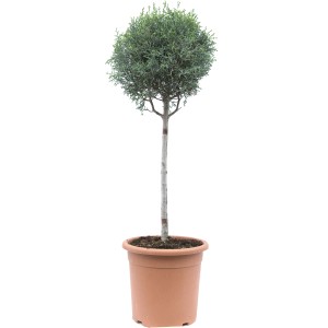 Conifera a globo 't.b.t.' in vaso, pianta ornamentale verde per giardino e balcone.