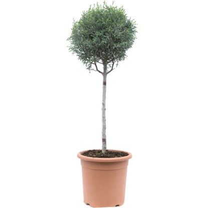 Cupressus arizonica "Fastigiata" mini alberetto h cm 30/35