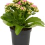 Calancola Rosalina Rosa in vaso, una pianta da interno fiorita con fiori rosa.