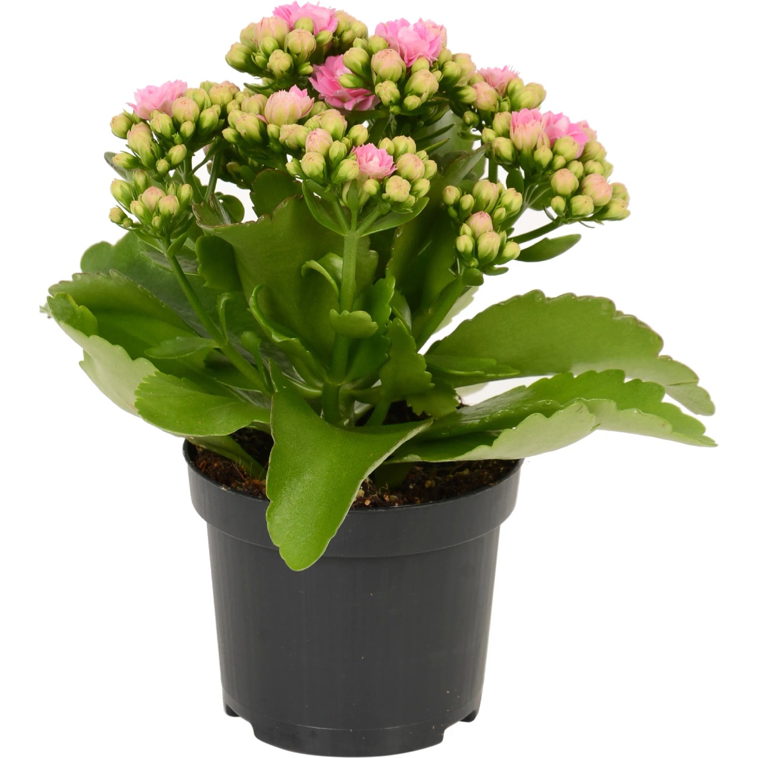 Calancola Rosalina Rosa in vaso, una pianta da interno fiorita con fiori rosa.