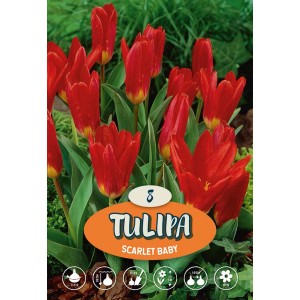 Tulipano rosso 'Scarlet Baby' con foglie verdi, ideale per aiuole e vasi.