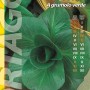 Confezione di semi per 'Cichoria a grumolo verde' (lattuga indivia).