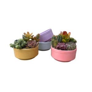 Succulente multicolore in vasi rotondi come decorazione per la stanza.