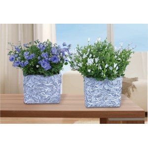Due campanule in vaso: GROW by OBI Get Mee blu e bianca, piante fiorite decorative.