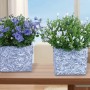 Due campanule in vaso: GROW by OBI Get Mee blu e bianca, piante fiorite decorative.