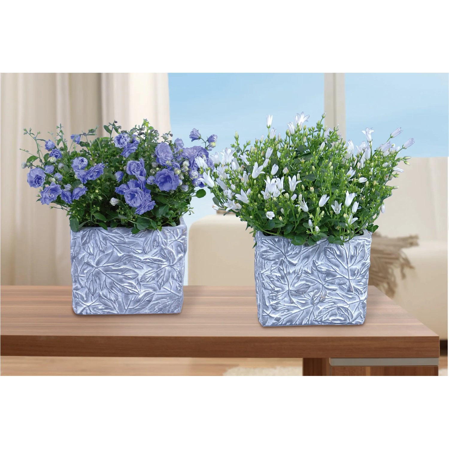 Due campanule in vaso: GROW by OBI Get Mee blu e bianca, piante fiorite decorative.