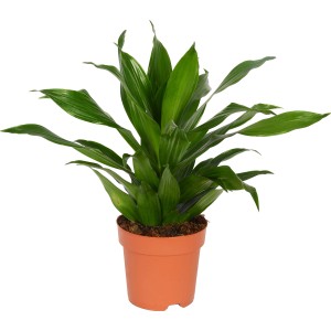 Dracena Deremensis verde in vaso, pianta d'appartamento di GROW by OBI.