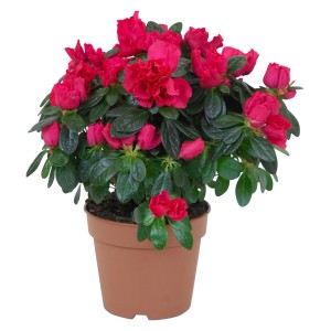 Azalea da interno con fiori rossi in vaso marrone, diametro vaso circa 12 cm.