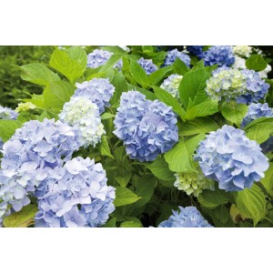 Ortensia blu in fiore nel giardino. Fiori decorativi dell'ortensia Ulteriori.