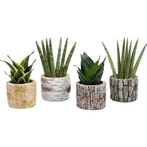 Sanseveria assortite in vasi di ceramica effetto tronco d'albero.