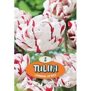 Tulipano doppio Carnaval de Nice, fiore bianco con striature rosse, fioritura primaverile.