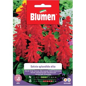 Semi per fiori: Salvia rossa (Salvia splendens alta) per aiuole colorate.