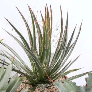 Agave Mix piante grasse vaso Ø 20 cm