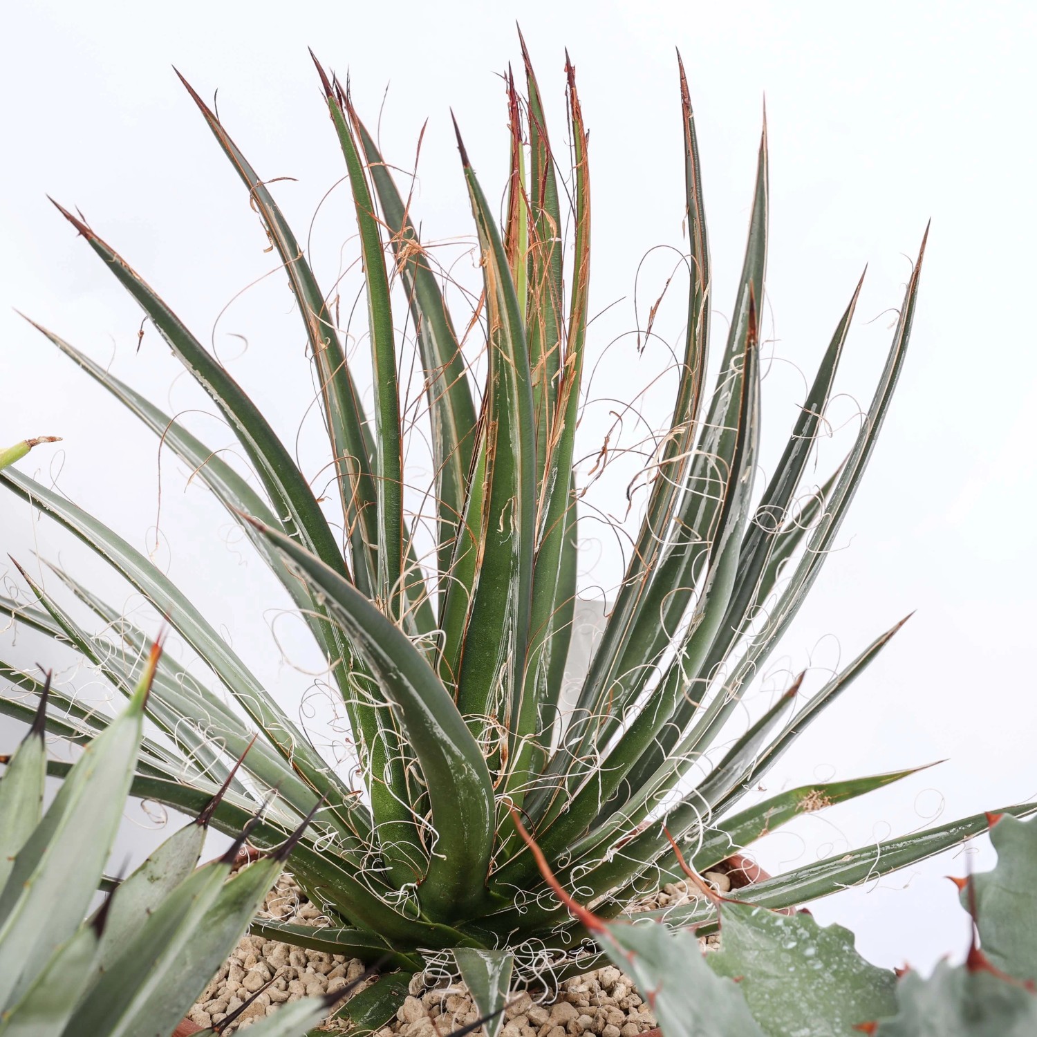 Agave Mix piante grasse vaso  20 cm acquista da OBI