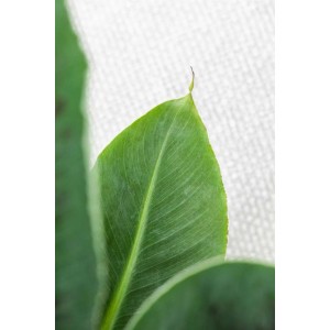 Primo piano di una foglia verde della pianta d'appartamento t.b.t.