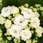 Calandiva Flaming Katy bianca in vaso, una Kalanchoe Bossfeldiana con fiori doppi bianchi.