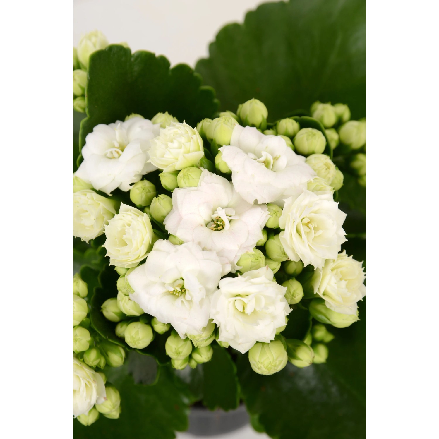 Calandiva Flaming Katy bianca in vaso, una Kalanchoe Bossfeldiana con fiori doppi bianchi.