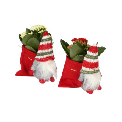 Kalanchoe in vaso Natalizio Ø cm 7