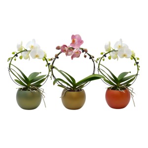 Orchidee Giotto 2 rami vaso ceramica Ø 15 cm