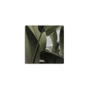 Canvas 30x30 cm set foglie c
