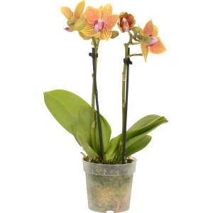 Mini orchidea farfalla (Phalaenopsis) con fiori giallo-arancio in vaso da 7 cm.