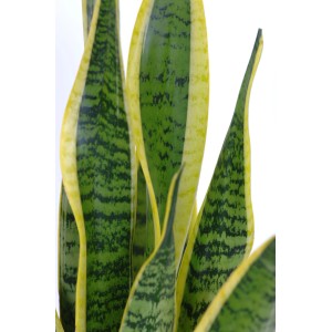 Sansevieria Laurentii in cesto, pianta d'appartamento verde con bordo giallo.