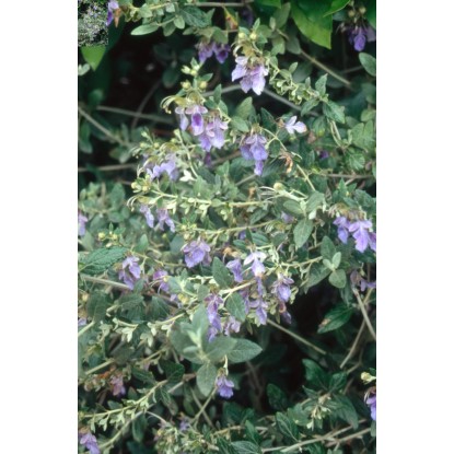 Teucrium fructicans vaso lt 10
