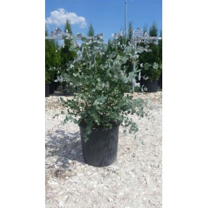 Pianta di eucalipto in vaso, una pianta aromatica per giardino e balcone.