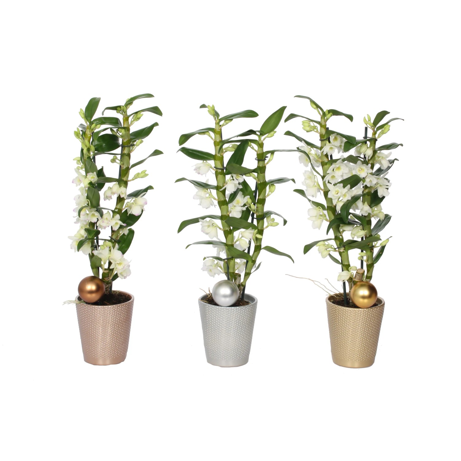 POWERS TO FLOWERS - Dendrobium Nobile Bianco, Orchidea Vera In Vaso 12 Cm, Pianta D'Appartamento Con Fiori Da Settembre A Maggio, Regalo Con Omaggio A Sorpresa