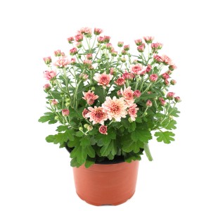 Crisantemo in vaso con fiori rosa e foglie verdi, altezza circa 25 cm, diametro vaso circa 12 cm.