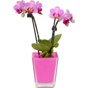 Mini orchidea farfalla con fiori rosa in vaso di vetro a cubo.