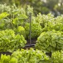 Tubo di prolunga Gardena 20 cm per ugelli a spruzzo nell'aiuola, Micro-Drip-System.