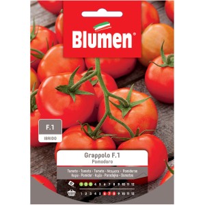 Sementi di pomodoro Grappolo F.1 di Blumen, ideali per coltivare ortaggi nel proprio giardino.