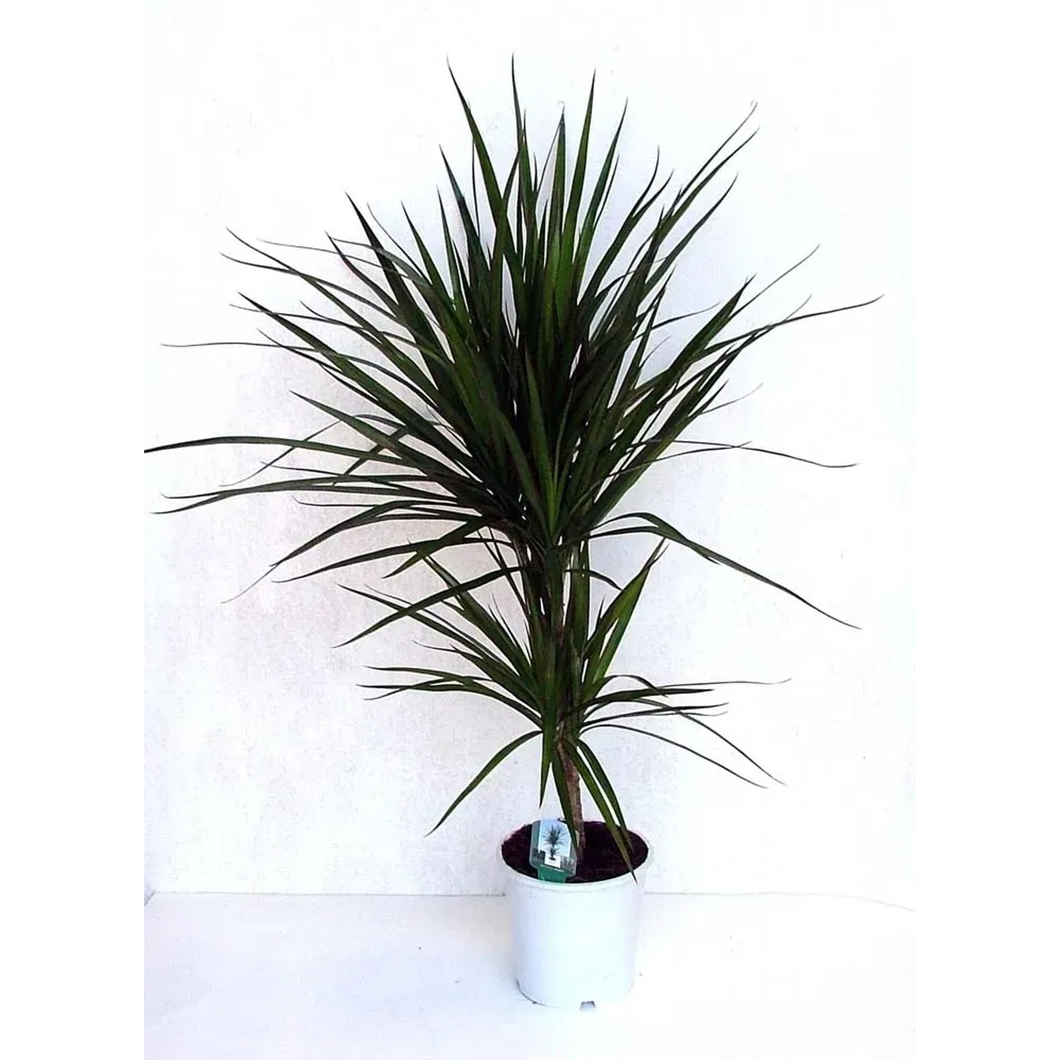 efeutute mit wei Groe Efeutute Marble Queen | Epipremnum