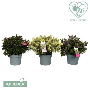 Tre diverse piante di Veronica in vaso. Piante da aiuola fiorite e amiche delle api.