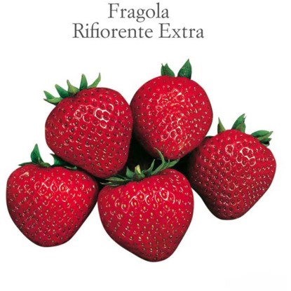 Fragola rifiorente vaso 10 cm