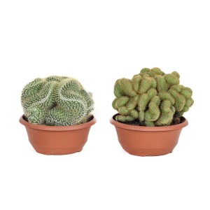 Due cactus diversi (t.b.t.) in vasi marroni.