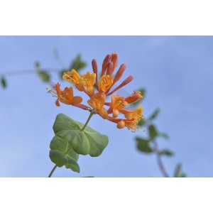 Pianta rampicante arancione con foglie verdi su sfondo di cielo blu.