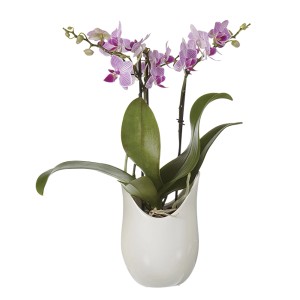 Orchidea rosa-viola in vaso bianco.