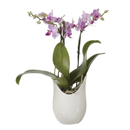 Phalaenopsis 3 rami vaso ceramica Ø 9 cm