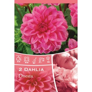 Confezione di Dahlia Onesta Rosa, una dalia decorativa rosa per l'estate.