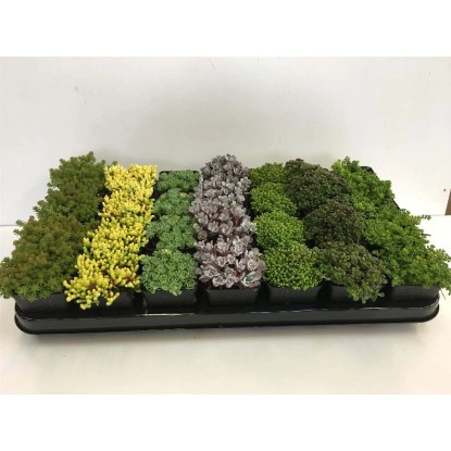 Sedum mix vaso 7 cm