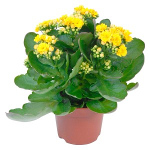 Calandiva Kalanchoe dai fiori doppi gialli in vaso, Kalanchoe blossfeldiana.