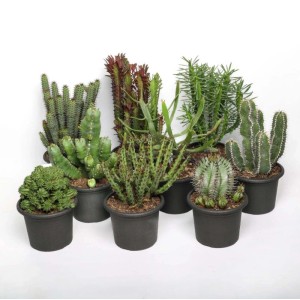 Euphorbia Mix pianta grassa vaso Ø 13 cm