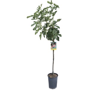 Albero di fico in vaso, foglie verdi. Ideale per il tuo giardino.