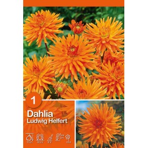 Dalia arancione Ludwig Helfert, dalia cactus, fiore estivo per aiuole e bordure.