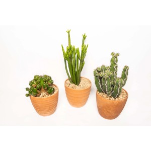Tre diversi cactus in vasi di terracotta, piante da interno.