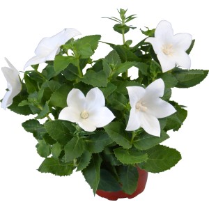 Campanula cinese bianca (Platycodon) in vaso, ideale per aiuole e balconi.