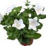 Campanula cinese bianca (Platycodon) in vaso, ideale per aiuole e balconi.