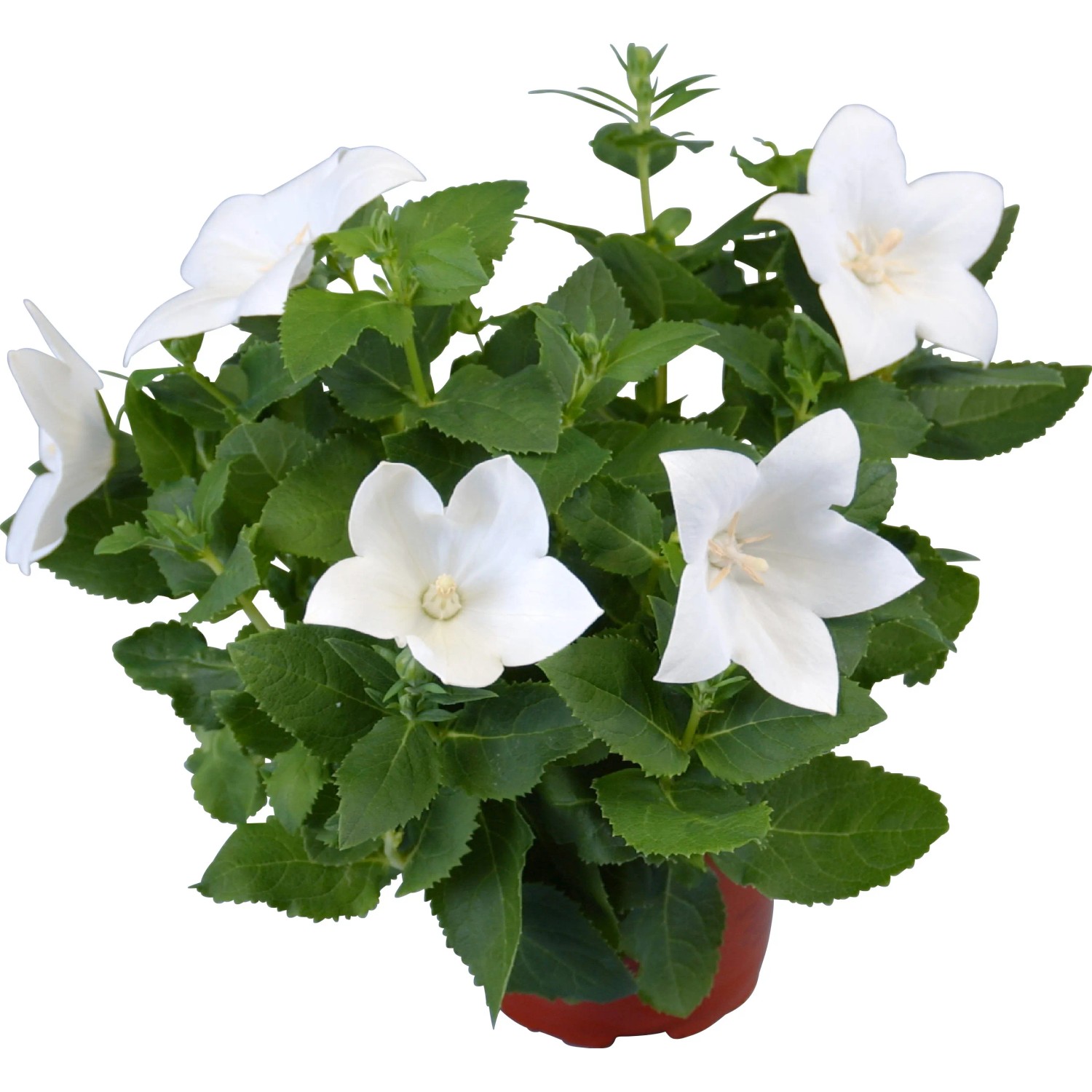 Campanula cinese bianca (Platycodon) in vaso, ideale per aiuole e balconi.